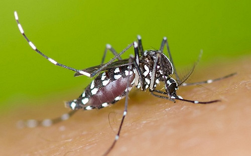 拒絕檢查開罰9萬 高雄防治登革熱祭鐵腕