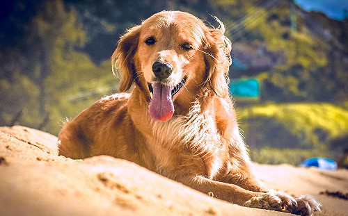 毛小孩止步！8/1國家森林遊樂區禁止貓狗進入  違者最高罰鍰100萬