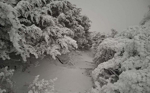 追雪族注意！玉山降雪近30分鐘 專家：今日還有機會再降雪