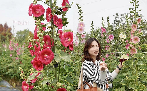 彰化田中窯萬棵蜀葵花迎春盛開 即日起開放至4月底