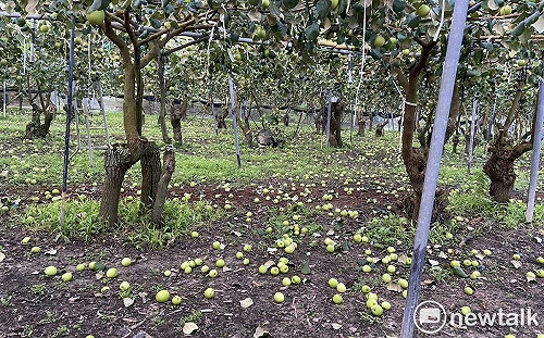 台南楊桃棗子因震災損失慘重  陳亭妃成功爭取農業部立即勘災