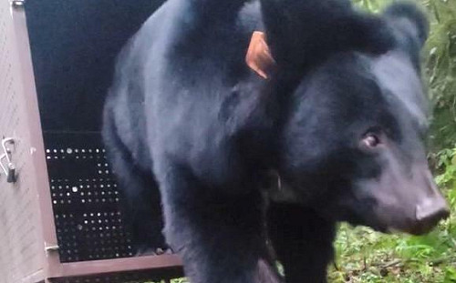 野放後竟疑似死亡！台灣黑熊Lanihu突現身 保育員超驚喜