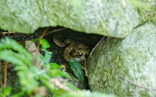 八仙山「百步蛇寶寶」現身迎蛇年！一年不見變長又變重