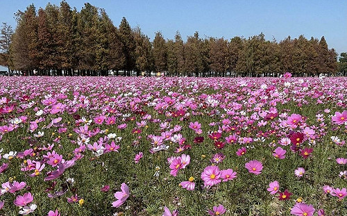 過年走春去台南！鹽水拜廟、摸春牛、賞花 超充實一日遊行程這裡看
