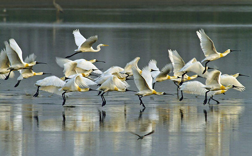 秋冬賞鳥！到台江國家公園探索「黑面琵鷺」遷徙故事