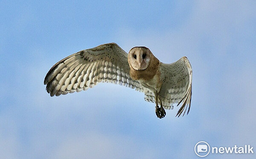 保護台灣特有亞種瀕危草鴞  13環團聲明反對沙崙農場開發