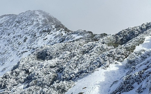 寒流餘威！雪山主峰積雪近20公分「植物都結冰」