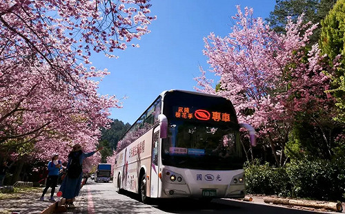 武陵櫻花季明登場！2千遊客這原因上不了山