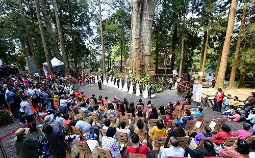 森系婚禮來了！阿里山神木婚禮10月登場 百年神木下許諾言