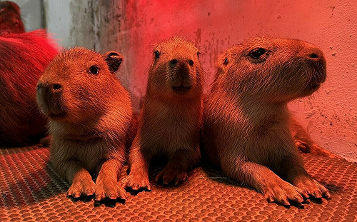 壽山動物園新春傳喜訊  水豚、迷你驢家族新成員報到  