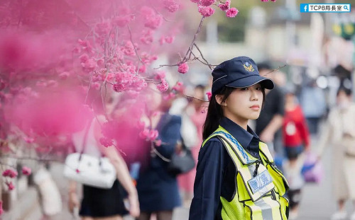 網友戀愛了！泰安派出所交管　警花比櫻花美
