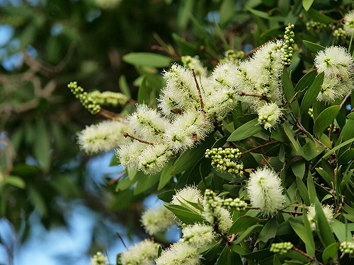 熱?   祕境乘浪追風去   白千層花正盛開