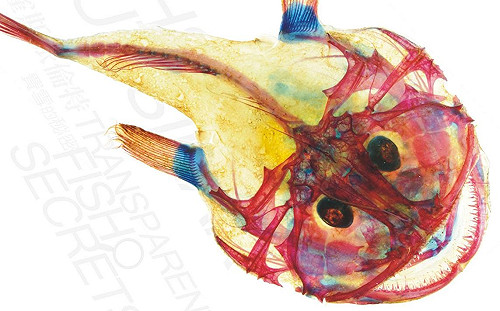 海生館前進馬來西亞  透明魚超吸睛