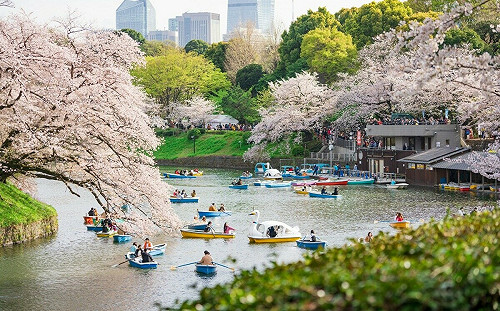 粉色花海大爆發！東京三大櫻花祭  3月浪漫開跑