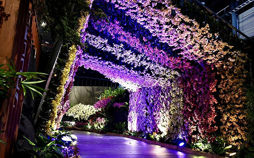 台灣國際蘭展3/8登場!開幕日「女性」免費入園