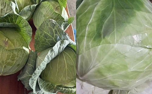 台灣高麗菜出國了！18噸硬種甘藍外銷日本   明日高雄港啟航