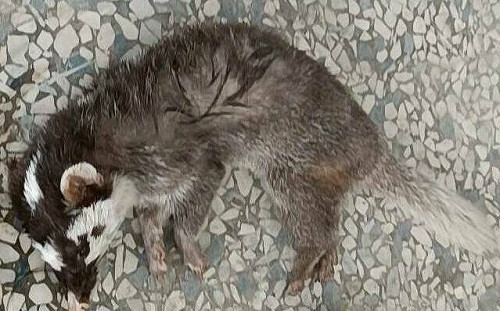 狂犬病足跡漸「靠近北部」！防檢署：飼主盡快帶毛小孩接種疫苗