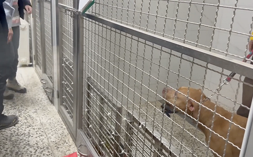 11天咬騎士2次　比特犬今遭北市動保處沒入安置 