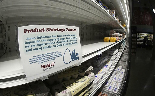 禽流感蛋荒 德國收到美國索取雞蛋要求