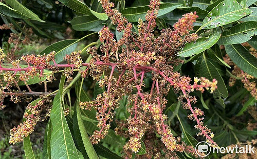 極端氣候影響芒果荔枝龍眼產量恐大減 陳亭妃爭取天然災害救助