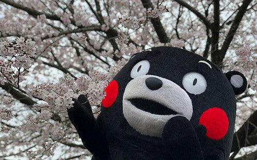 【遊日情報】熊本高知櫻花開了！全日本最早　預計7-10日將滿開