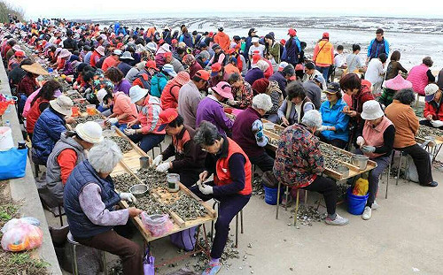 金門石蚵文化季開跑!4/12千人剝蚵挑戰   不用報名就可剝