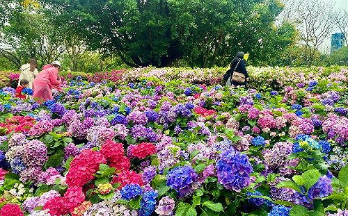 北市杜鵑花爆開！春天獨家粉紅世界 把握時間搶拍