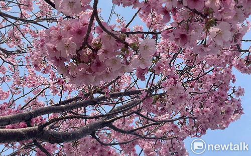 劉黎兒觀點》江山代有才人出！染井吉野櫻現危機 「神代曙」、「陽光」或成新寵