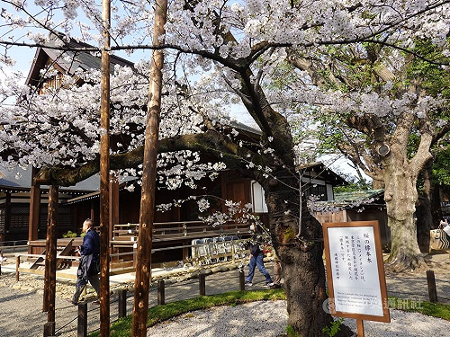 春寒料峭  東京櫻花滿開氣溫宛如嚴冬