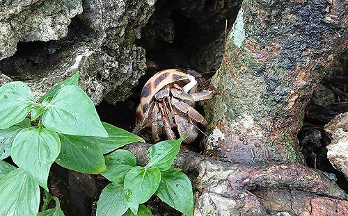 探索寄居蟹的神秘世界！「夜訪小野柳」4月熱鬧登場