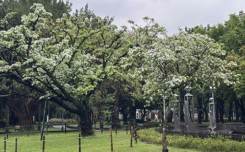 北市驚現四月雪？公園處：各大公園「流蘇」盛放中