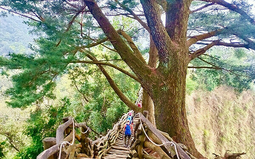 台中大坑5號步道秘境開箱 感受雲霧繚繞風情