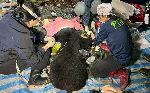 高雄首例！台灣黑熊受困陷阱 22人協力救援野放