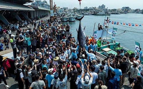 屏東第一鮪頭彩爭奪！第一尾影片不符規範遺憾錯失  第二尾明日「驗明真身」