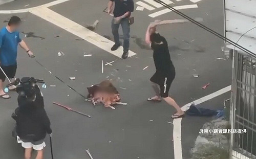 比特犬咬死柴犬後也身亡！飼主未登記還敢喊告掀議論