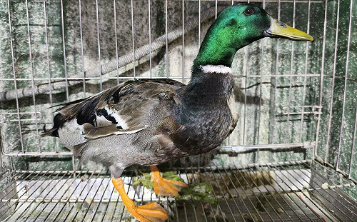 野生綠頭鴨從天而降！板橋市區與車爭道逛大街  嚇壞路人