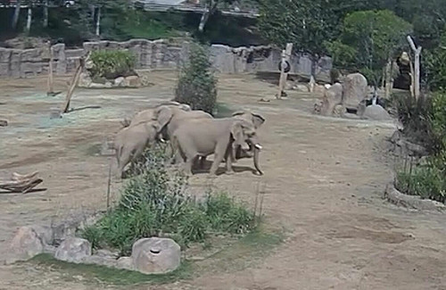 加州5.2地震大象圍圈圈守護幼象　畫面曝光感動39萬網友