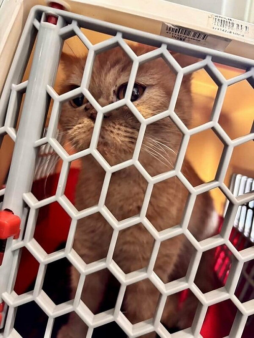 不滿女友分手  桃園男虐她愛貓「1死1傷」遭法辦