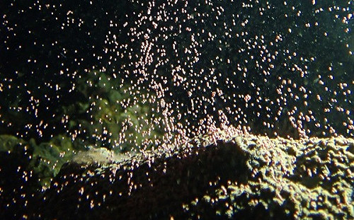 媽祖誕辰恰逢珊瑚大爆發！墾管處率百人清出「珊瑚產房」