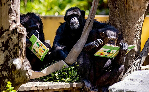 響應世界閱讀日 壽山動物園黑猩猩展現「啃書」本事  