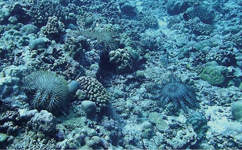 「首次」發布鐵線礁、牛軛礁珊瑚礁生態 中國科學「服務」政治指控菲律賓