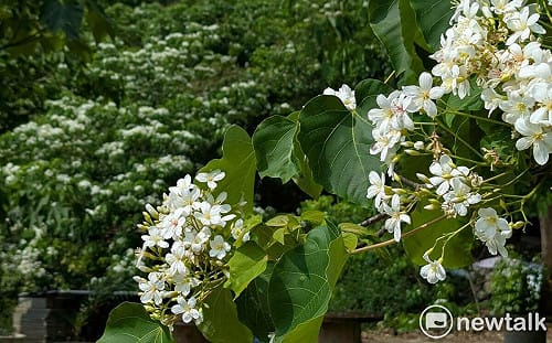 青梅竹馬遶山花  梅嶺桐花盛開八成