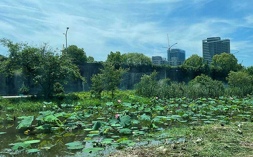賞荷不必等夏天！大漢溪新海濕地首波荷花已盛開