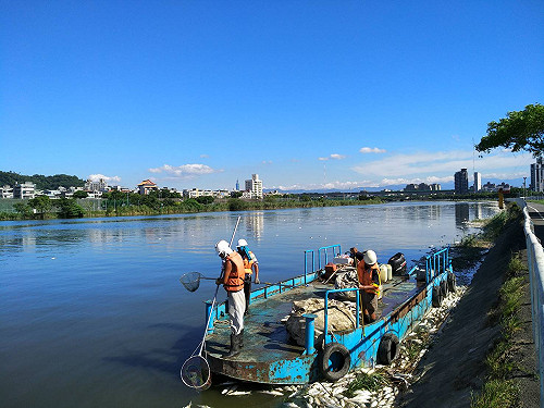 水中溶氧不足  基隆河大量魚群暴斃