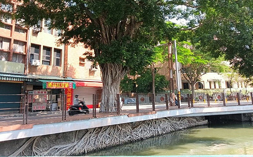 蓮池潭「天空之城」樹奇景期間限定  倒數一週手刀搶拍