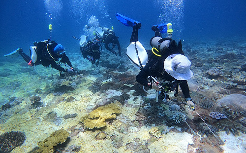 東沙環礁棘冠海星大爆發！專家：2年內「石珊瑚」恐被吃光
