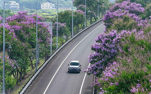 上高速公路賞花去！國道沿線5大花樹  一路開到8月