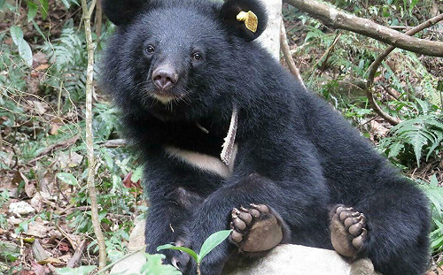 (影)台灣黑熊萌樣全曝光 出沒地點大增！林業署：我國正邁向「有熊國度」 