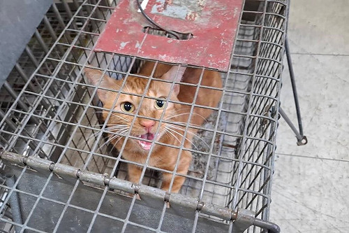 3幼貓桃園市社宅墜樓亡 住戶遭強制搬離動保處送辦