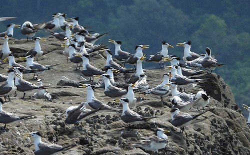 高雄定期航線6/6啟航  馬祖打造暑期深度觀光遊程